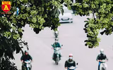 [ẢNH] Hà Nội nồng nàn hương hoa sữa